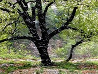 宋朝的雨