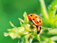 最新的《昆虫记》佳句摘抄