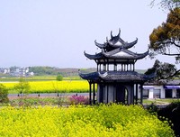 诗歌·新律·又是一年好春光·油菜花·樱花·春到江南