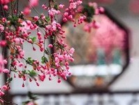 关于绝句的句子