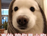 典藏版：知否知否应是绿肥红瘦（一）读后感摘抄