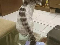 《龙猫的肚子为什么软绵绵》的读后感大全