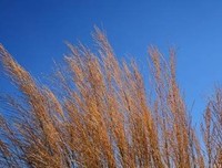 《且听风吟》读后感摘抄