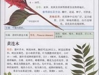 蔬菜教室（春夏篇）读后感精选