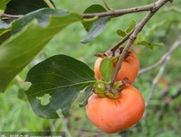 《甜蜜的季节》好看吗？经典影评锦集