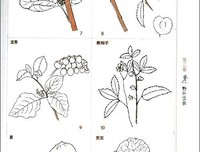 你的生存本能正在杀死你（修订版）读后感100字