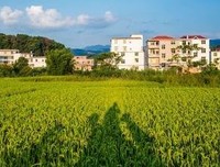 《自然，万物最美的姿态》的读后感大全