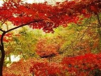 相爱有归期读后感摘抄