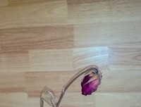 《我的兄弟姐妹》好看吗？经典影评锦集