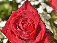 确说没过信大声的内心物如打他往得 遇见过最爱的人句子