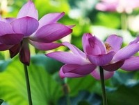 答案你物也地长的优美句子