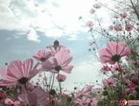  陌上花开缓缓归