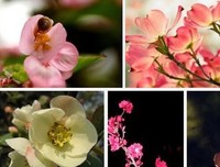 最全的《花未眠》佳句摘抄大全