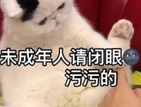 《恋上喵星人》经典观后感有感