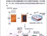 《基因组：生命之书23章》读后感1000字