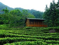 《茶是故乡浓》经典观后感有感