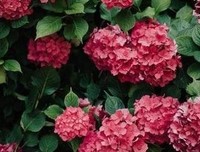 关于青春的懵懂与成长的优美句子