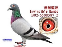 兰波精彩语录