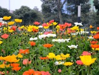 诗歌·新律·春来百花开三首·春来百花香三首·如果让