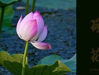 关于花瓣的句子