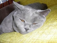 《蓝猫淘气3000问》经典观后感集