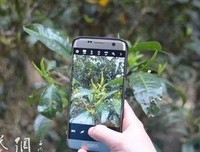 《《茶叶边疆：勐库寻茶记》》读后感锦集