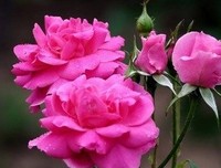 “天狂有雨，人狂有祸”：一个人再有本事，也别说这三