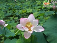 有关若清风不醉的句子