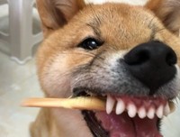 《东京残酷警察》经典观后感有感