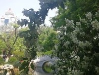 开到荼蘼、优美的句子