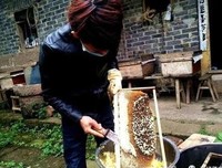 《养蜂人的门徒》的读后感大全