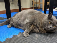 兽医称，煤渣块是宠物肥胖流行的典型猫