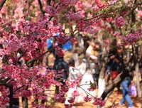 《樱花盛开》的影评大全