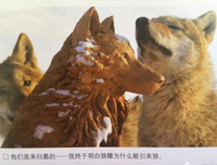 《让我陪你重返狼群》读后感1000字