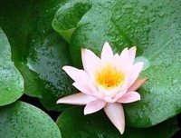描写安稳的经典句子