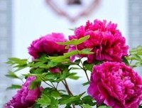 关于惊鸿一瞥的优美句子