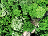 桐花万我会去民有 连朝语不息