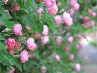 字字珠玑——辛夷坞书中语