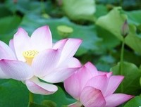 最经典的《千年之恋》名句欣赏