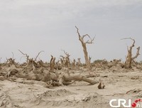 最经典的《千年之殇》好段摘抄大全