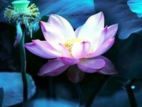 《睿智下年极》的句子