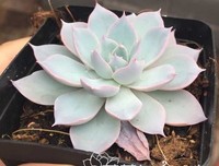 玩转多肉植物（修订版）读后感摘抄