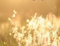 最全的《夏花依旧》经典语句大全
