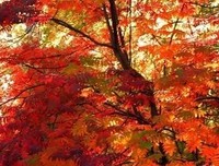 牛奶与蜂蜜读后感锦集