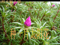 太阳花灿烂过的日子句子