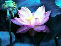 睿智句子大全