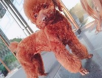 最全的《家有猫狗》语录摘抄大全