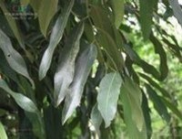 了大风子好词好句