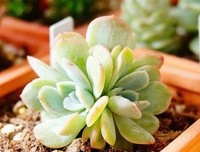 人生态度优美的句子