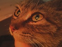 《小猫虎子》经典观后感1000字